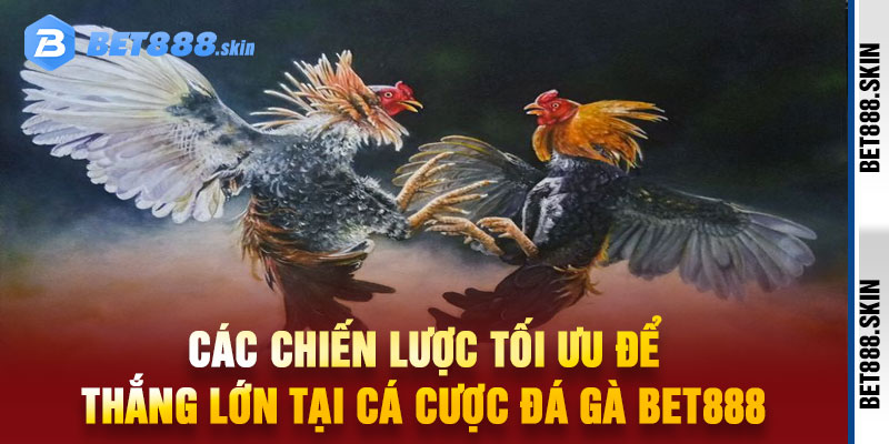 đá gà Bet888