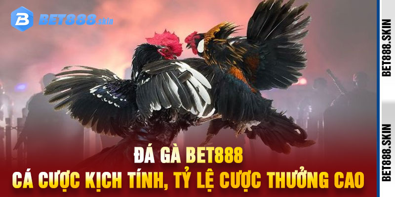 Đá Gà Bet888