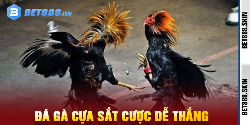 Đá Gà Cựa Sắt
